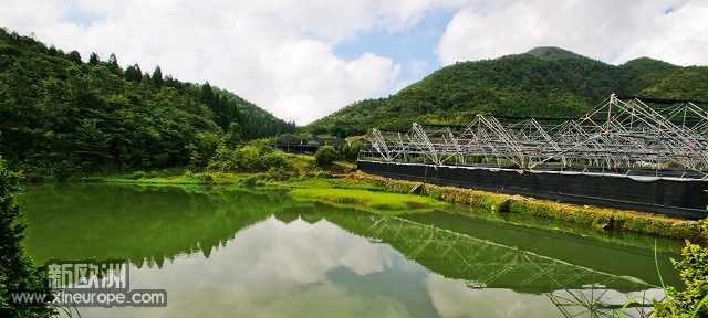 半山腰花场