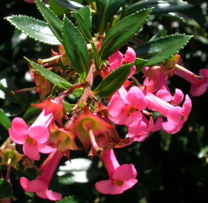 escallonia-en-fleur.jpg