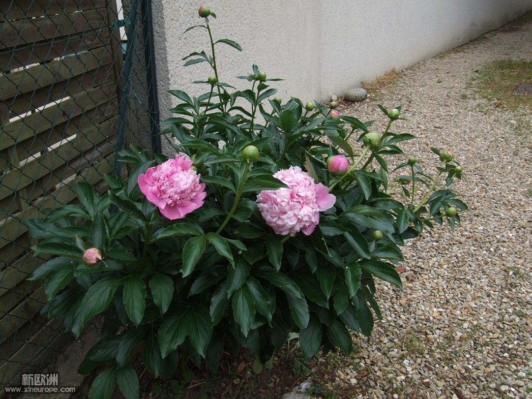 2010_0601jardin0015.JPG