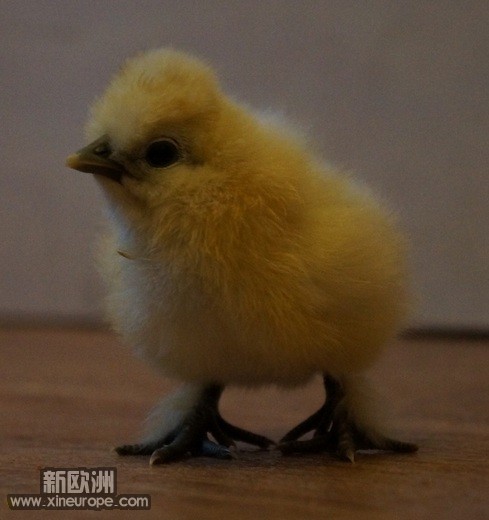 poussinsoie2.jpg