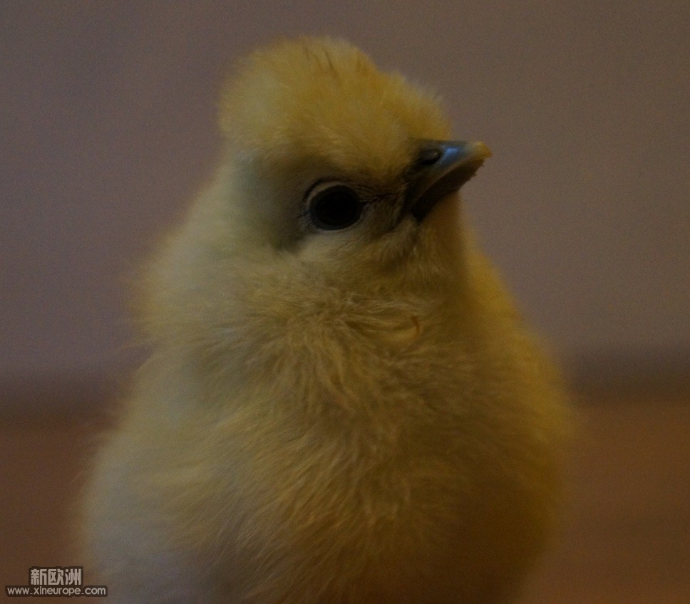 poussinsoie3.jpg