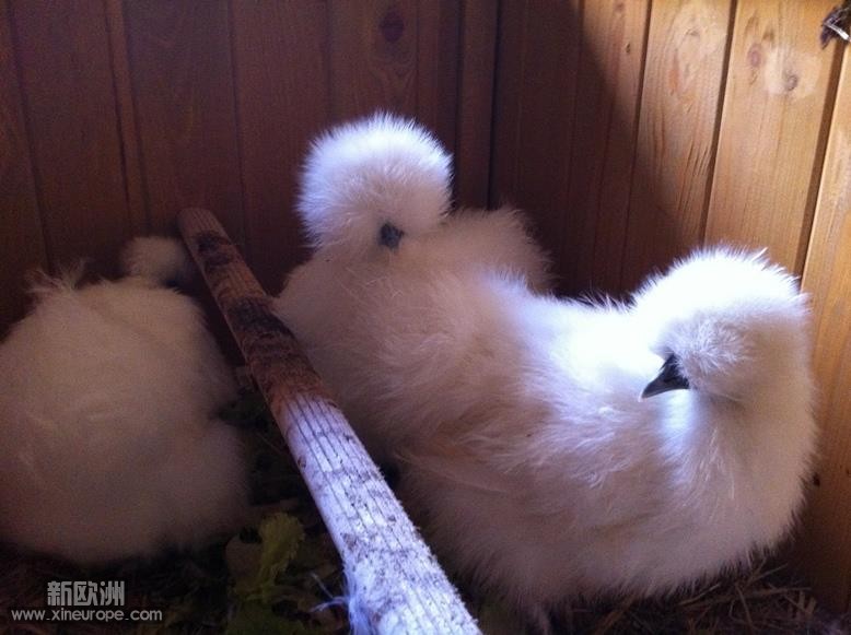 first 3 poule soie.jpg