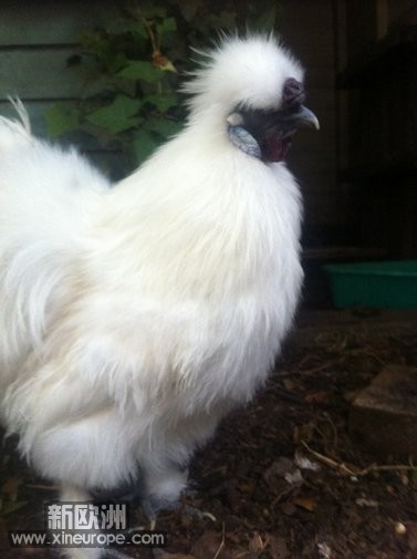 first coq.jpg