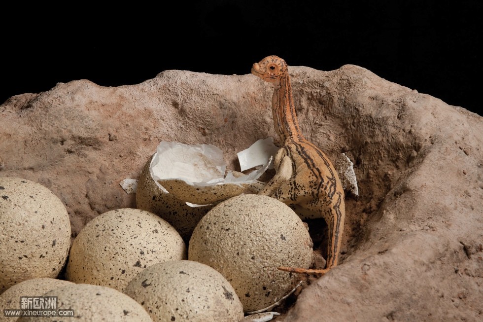 titanosaur_nest_close_up-df.jpg