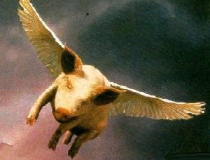 flyingpig.jpg