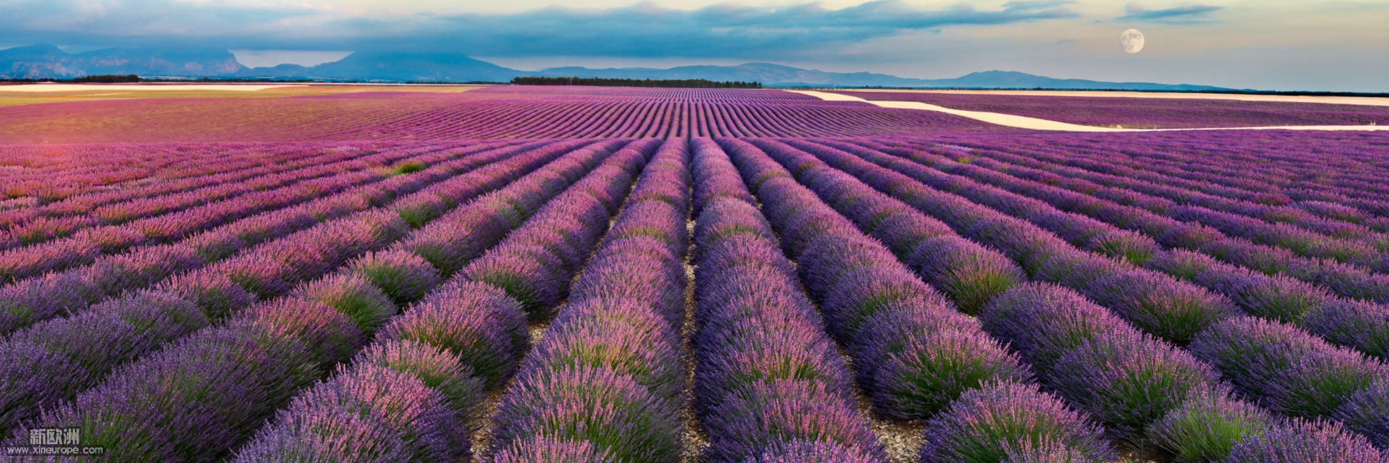 13581-france-Alpes-de-Haute-Provence-Lavandes-plateau-de-Valensole-panorama-sentucq.h.jpg