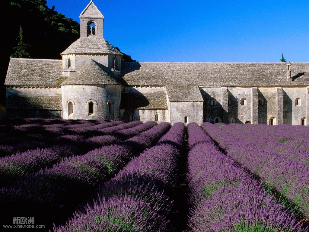 Lavender Field_ Abbey of Senanque_ Near Gordes_ Provence_ France.jpg