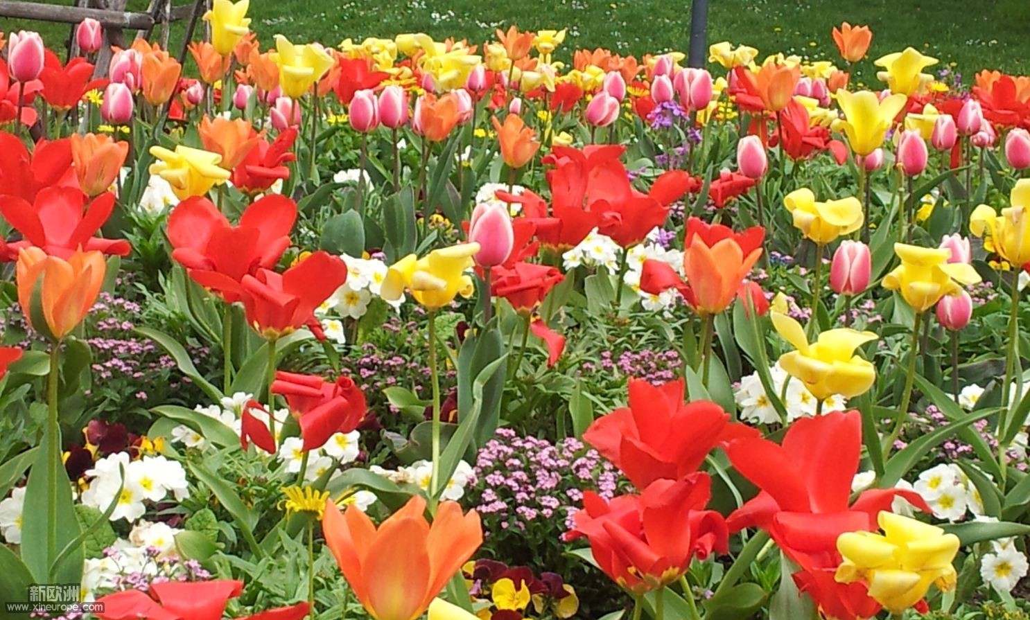 tulipes.JPG