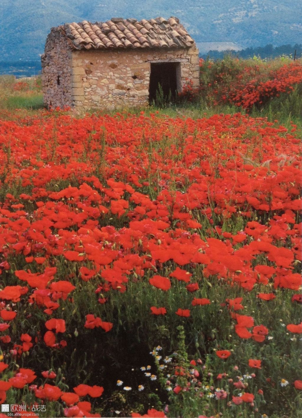 coquelicot.jpg