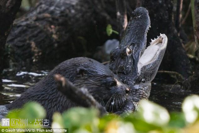 水獭捕杀鳄鱼幼仔震撼瞬间：外表可爱生性凶狠(组图)