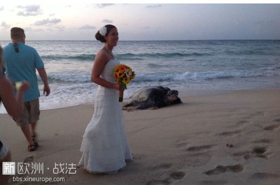 美夫妇婚礼现场：惊现巨萌大海龟送祝福