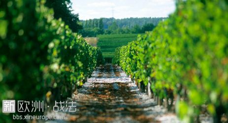 Bordeaux-Vinyard_graves.jpg