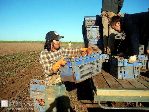 中国年轻人疯抢新西兰打工度假签证 边赚钱边融入当地生活