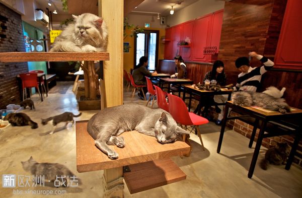 A-Cat-Cafe.jpg