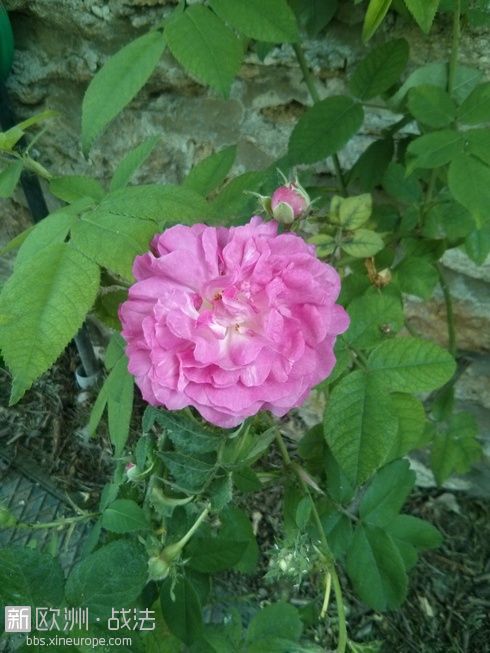 rose 102.jpg