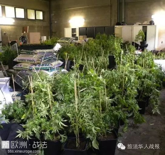 歪果仁真能作啊，在房子里种了1600株大麻，推开门惊呆了