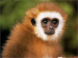 gibbon.png