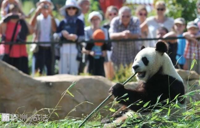法国动物园欲为熊猫欢欢人工授精，一年一次说的就是她