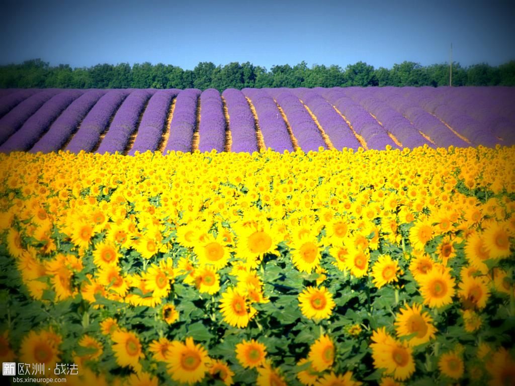 sunflowers_and_lavender_fields__provence__france.jpg