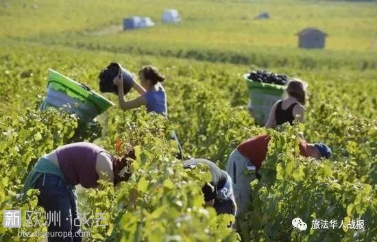 涨价前奏：法国葡萄酒产量降至历史新低