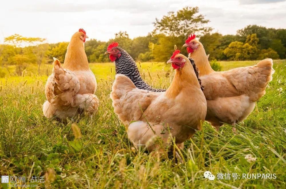 法国有个母鸡养老院，自由吃草，继续下蛋，颐养天年：口号是“吃蛋不杀鸡”。 ... ...
