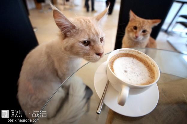 213481-le-cafe-des-chats-une-petite-pause-pour-les-enfants-qui-aime-les-animaux.jpg