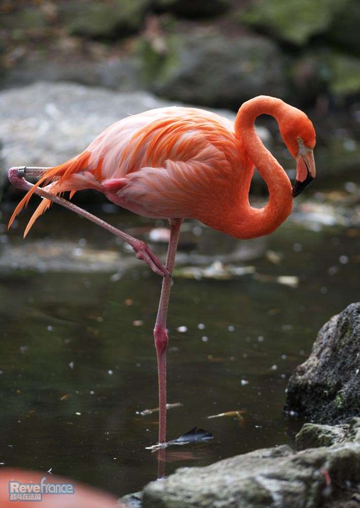 flamant rose.jpg