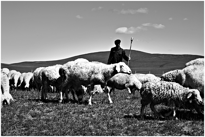 在克什克腾旗郊外手拿赶羊铲的牧羊老汉