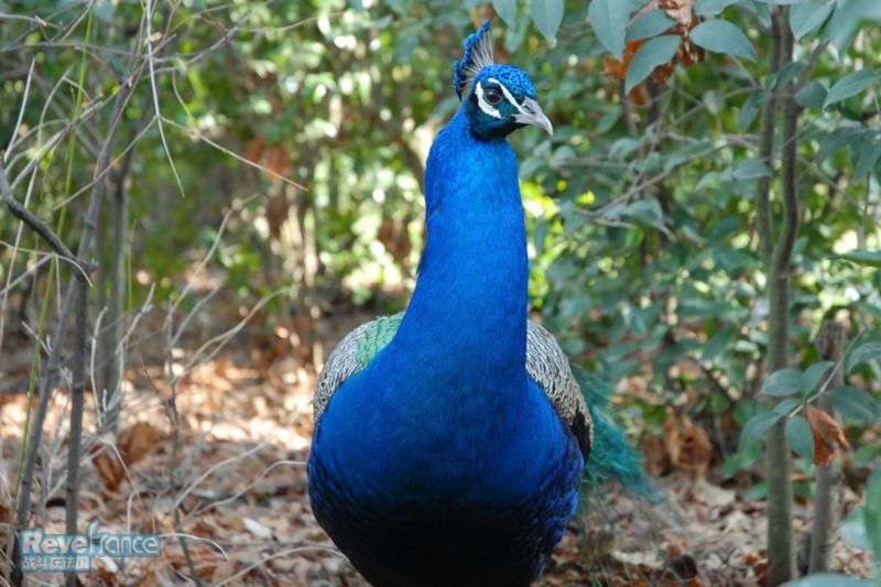 800px-Pavo_cristatus_(jardin_des_plantes_de_Toulouse,_fev._2007).jpg