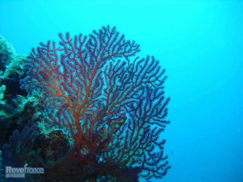 danwan_jiao_coral.jpg