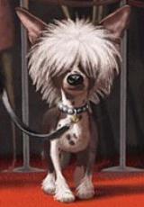 dog.jpg