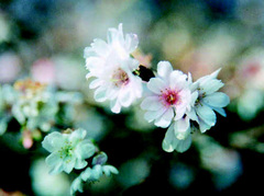 冬樱  花型：中、重瓣 颜色：白色 花期：4月上旬；11～12月 说明：于春秋两季开花、群马县鬼石町樱山公园多所种植，以「三 ...