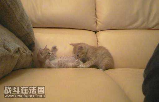 catsex[1].jpg