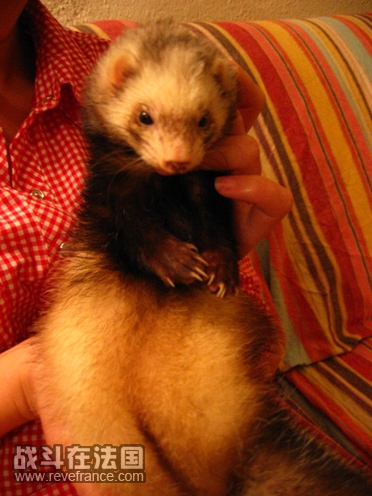 furet.jpg