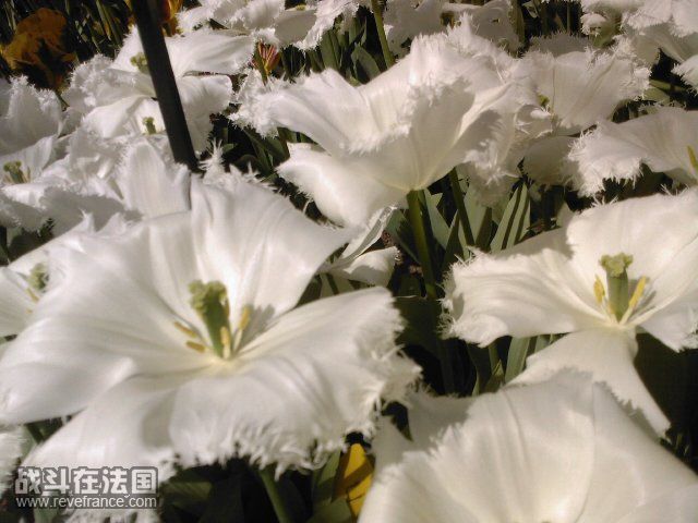 超美的流苏白色花……