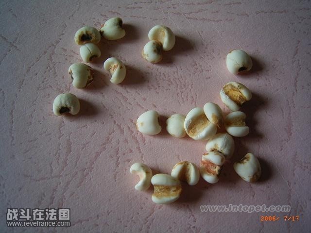 薏米仁.jpg