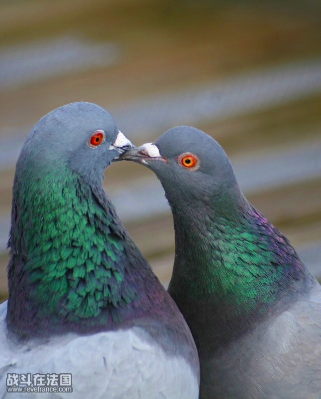 pigeon_kiss.jpg