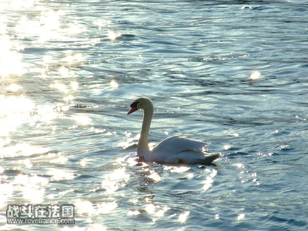 日内瓦湖上的天鹅.jpg