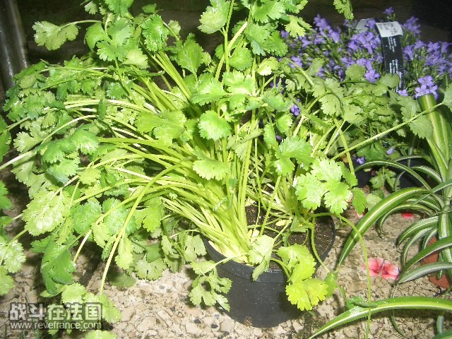 买了盆香菜哈哈