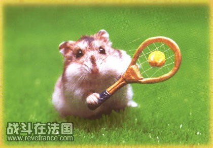 hamster_tennis.jpg