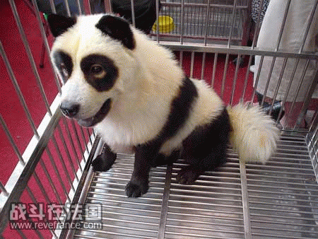 panda2.gif