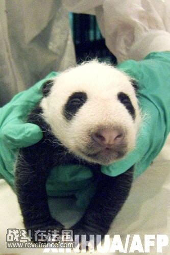panda1.jpg