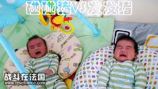 19.碰碰猪和发发猪.jpg