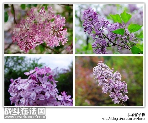 丁香花.jpg