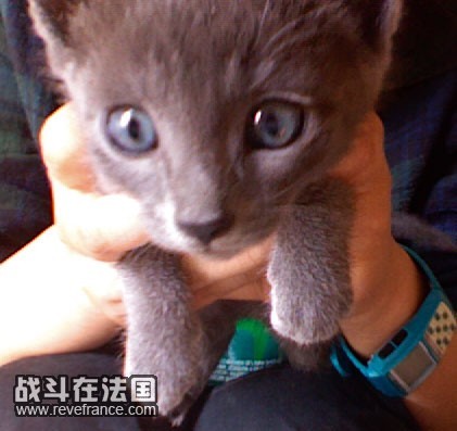 小灰.jpg