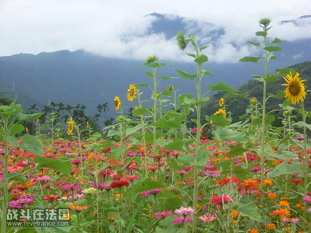 全都朝向太阳的向日葵，好可爱。