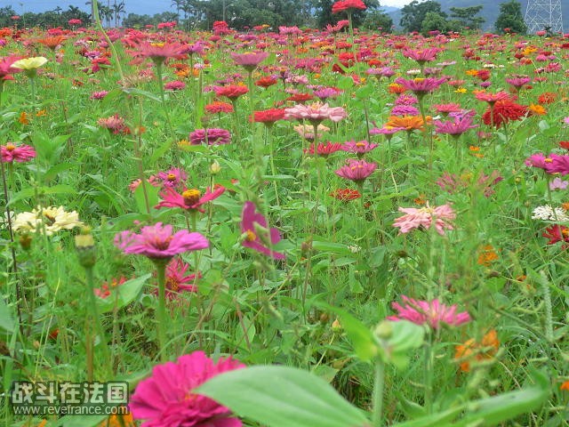 波斯菊田。