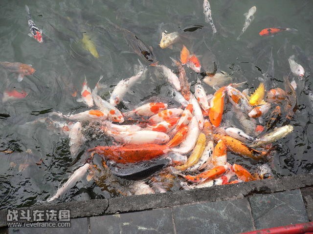 这里的锦鲤也是吃冰的哈