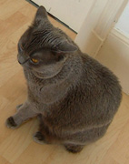 chat 51.jpg