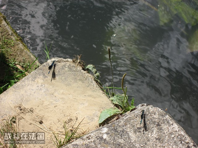 imgIMG_1183.jpg